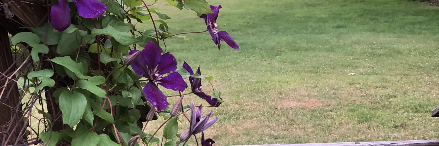 CurryEllannie's profile banner image