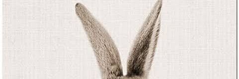 Moonbeam✨🌕🐇💖✨ banner