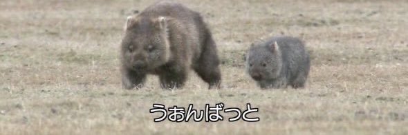 Minoken_haniwa's profile banner image