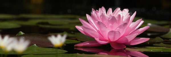 iCarlosM Profile Banner
