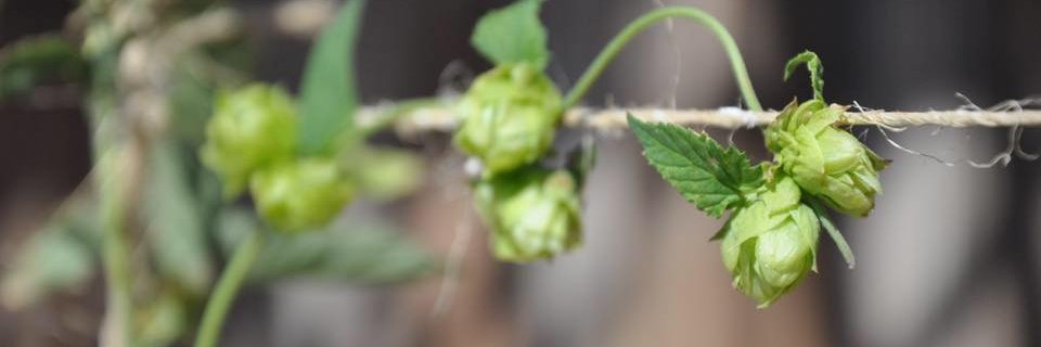 TapThisBrewing's profile banner image