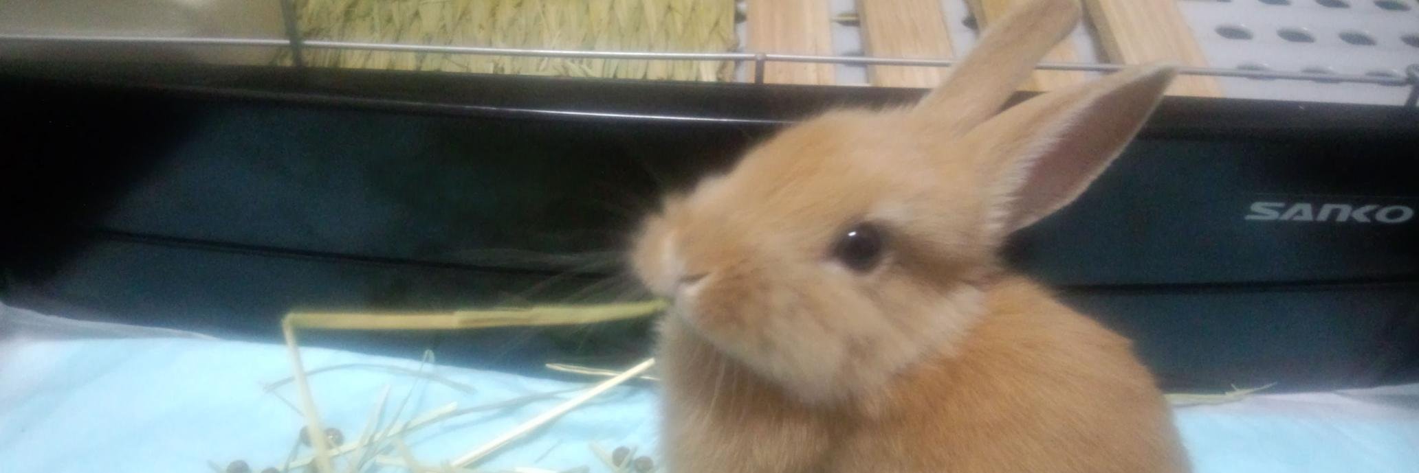 ルミエール♪ banner