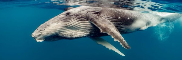 CroodBong Profile Banner