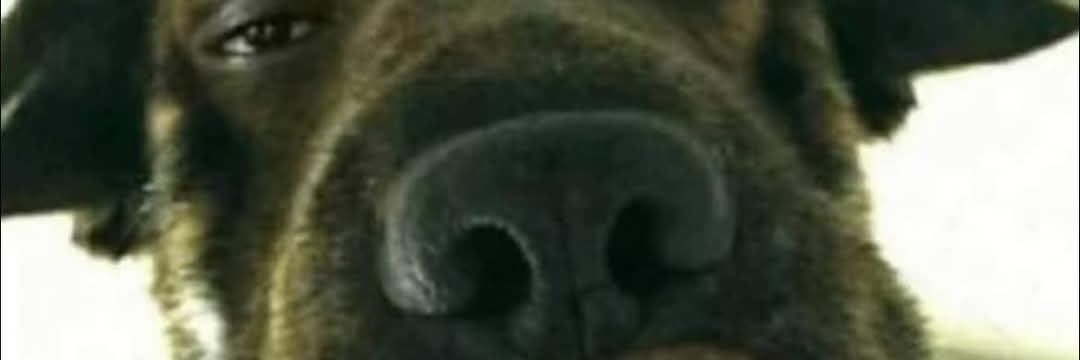 Shavharex banner