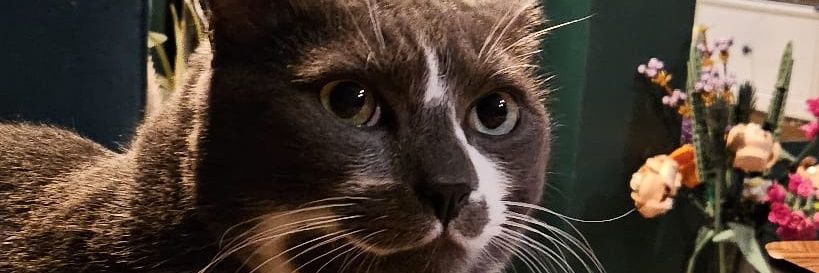 Bruno dit Nono 🇧🇪 banner