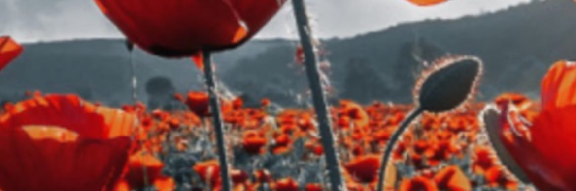 Darryl Fitton banner