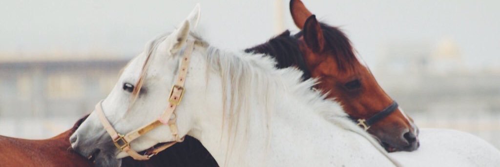 havin_ce10's profile banner image