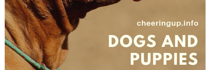 DogsUK's profile banner image