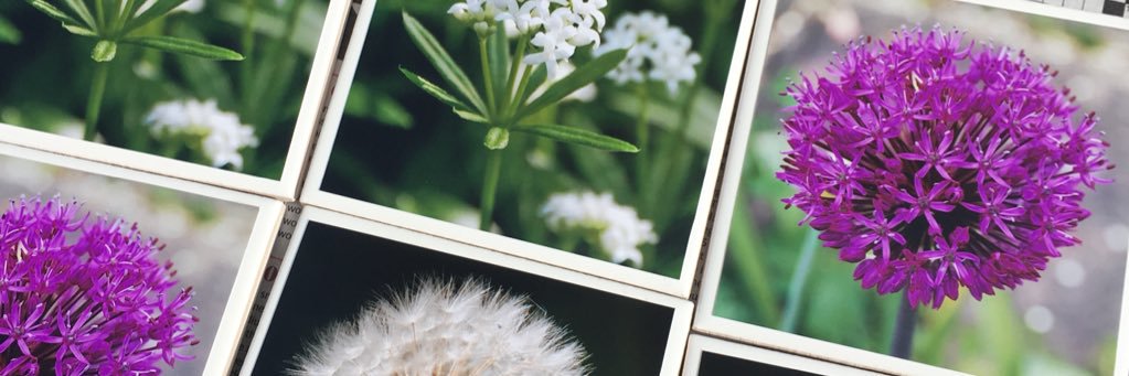 Blue Avenue Design banner