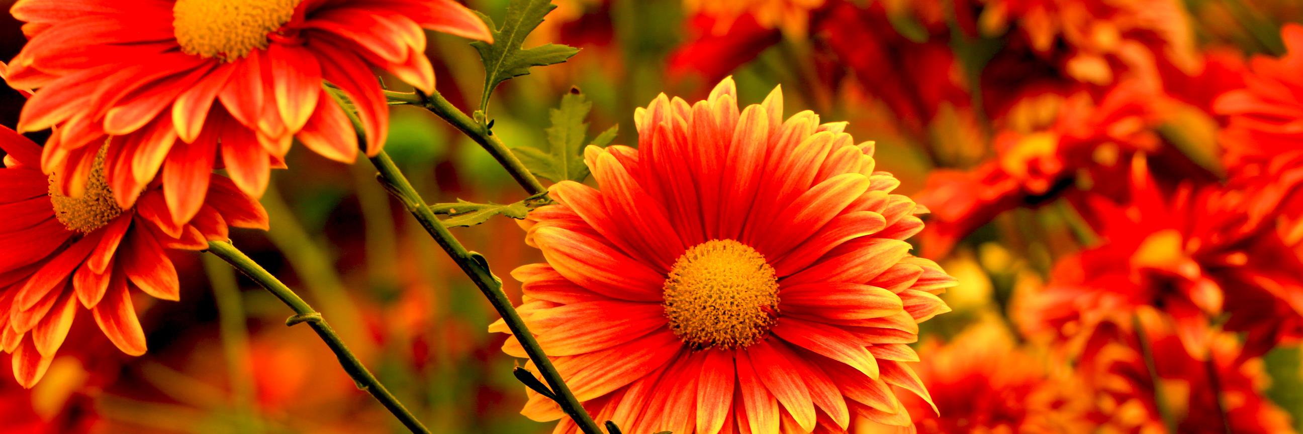 Febin_Ahmed's profile banner image