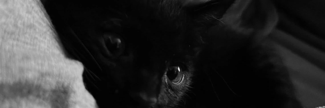 surainona's profile banner image