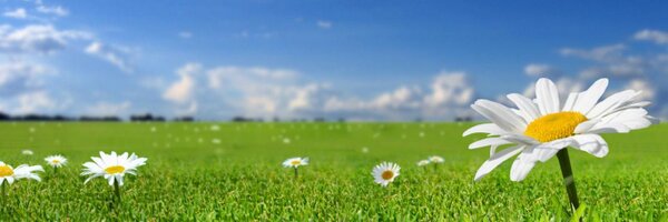 aFieldSomewhere Profile Banner