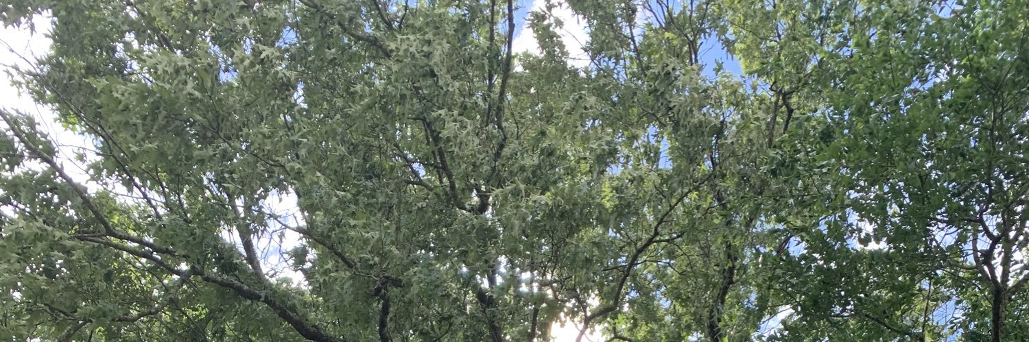 Ali McMillan, PhD banner