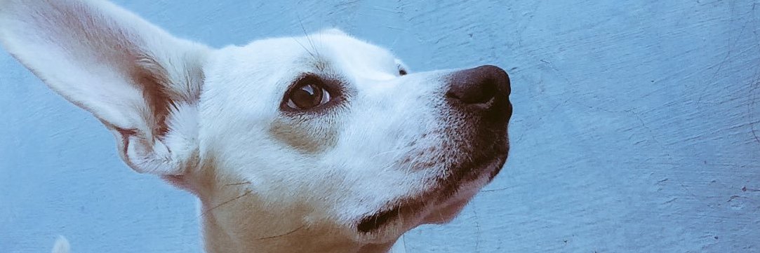_fehz's profile banner image