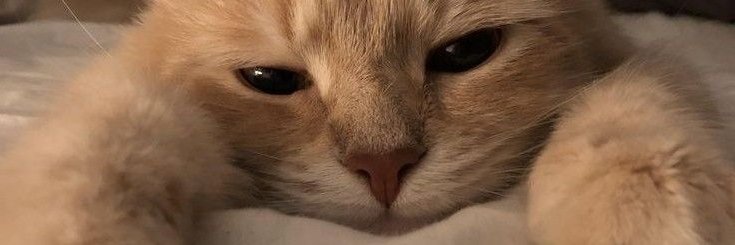 Chloeeonl's profile banner image