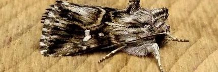 GwentMoths's profile banner image