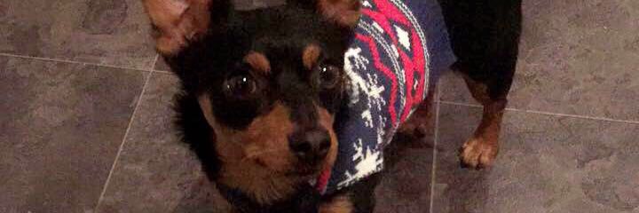 SkyeFletcha's profile banner image