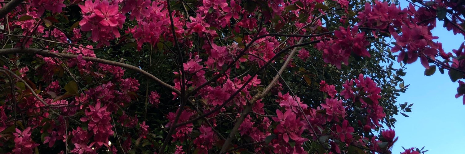 CelineCottin's profile banner image