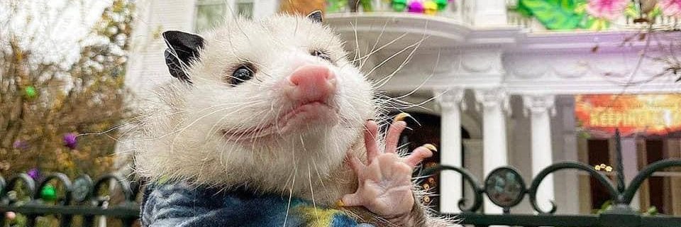 Chatotle's profile banner image