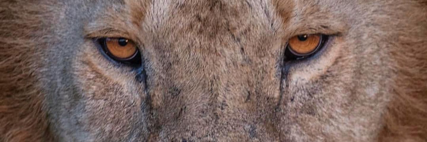 _sEGc_'s profile banner image
