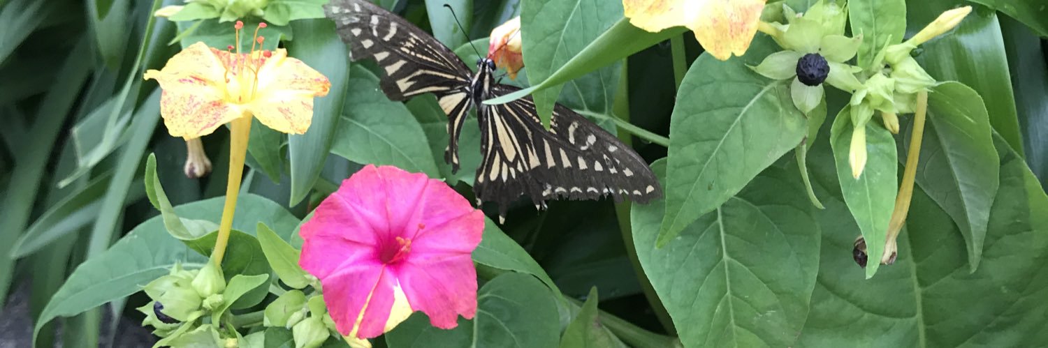 sidrhoneyservi2's profile banner image