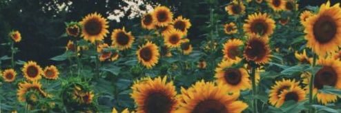 savannahafrye's profile banner image