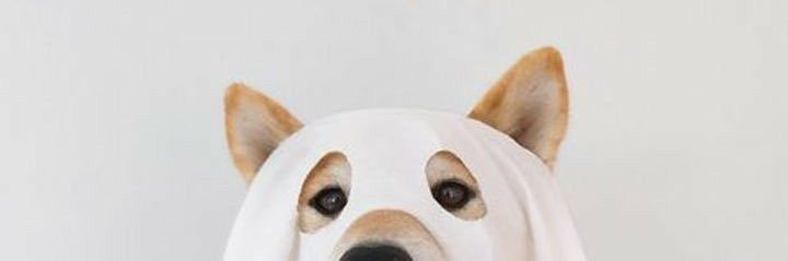 🌲🌲🌲🌲 banner