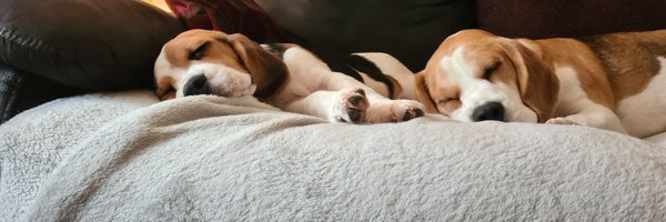 Shellbell_G Profile Banner