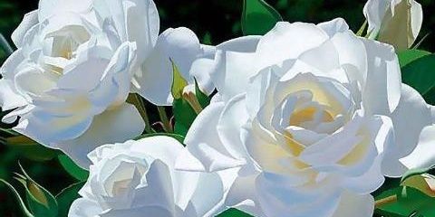Amal1488's profile banner image