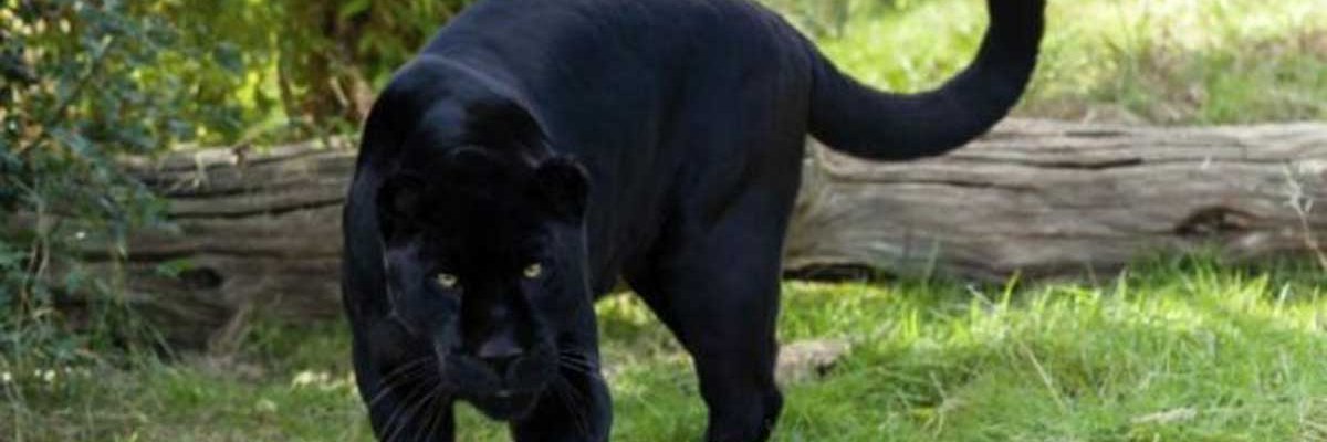 PantherCollaMS's profile banner image