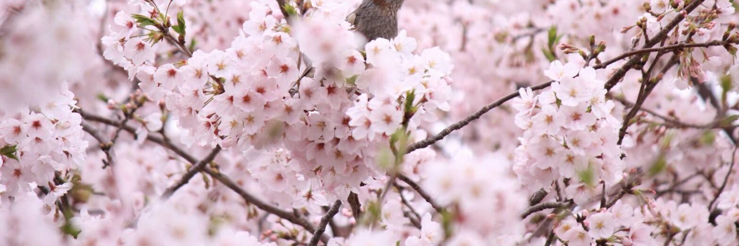 Ohnochef's profile banner image