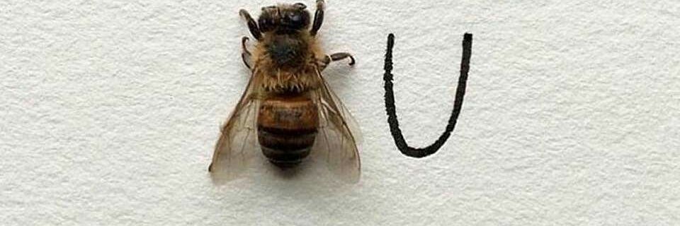 valeee🐝 banner