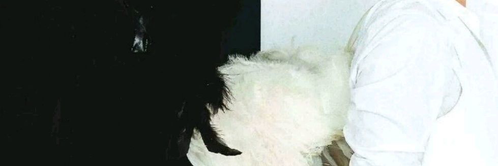 RyoA127359's profile banner image
