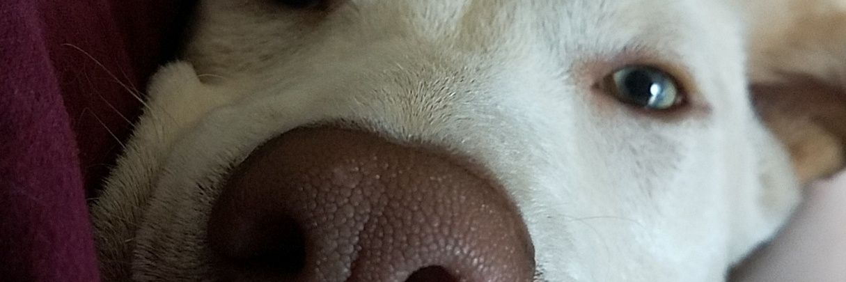 Chasity✌ banner