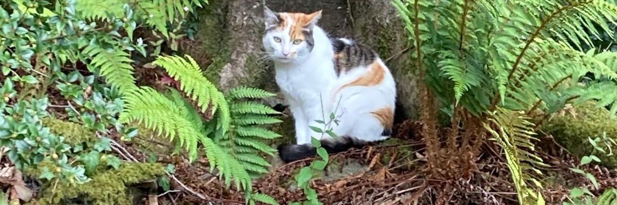 Niamh strudwick banner