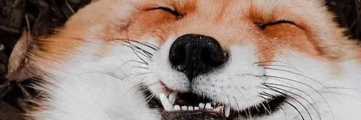 Vixey 🦊❄️ banner