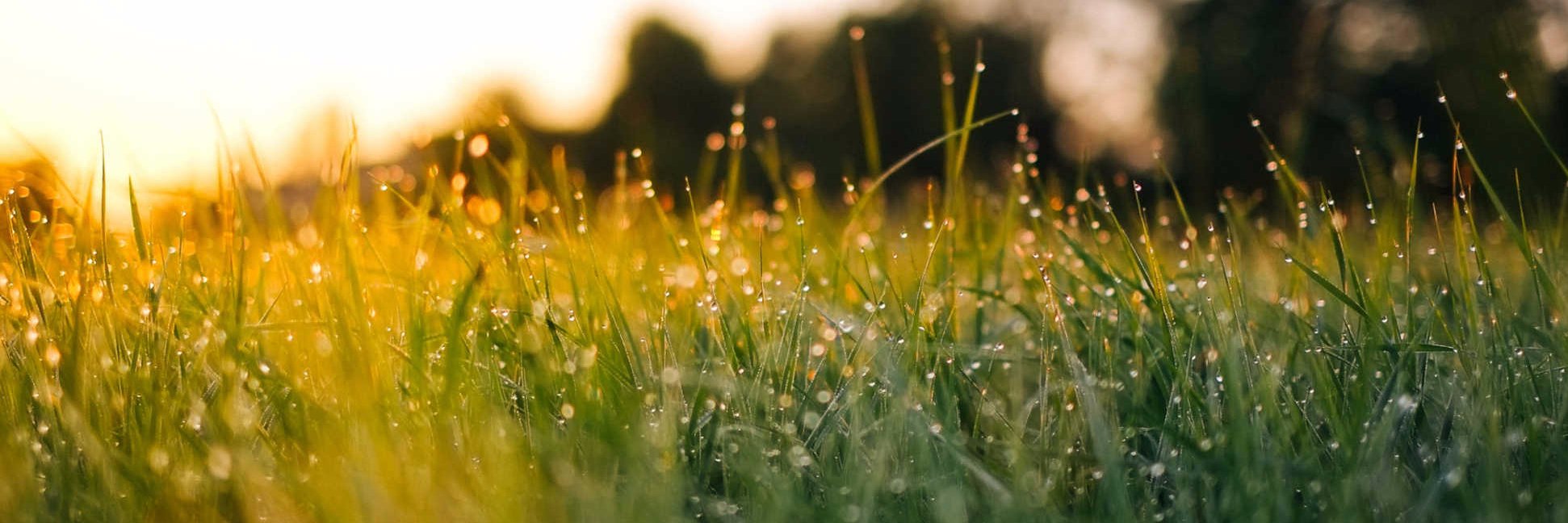 Bank of the Commons banner