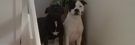 staffielover2's profile banner image