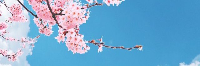 55_ola's profile banner image