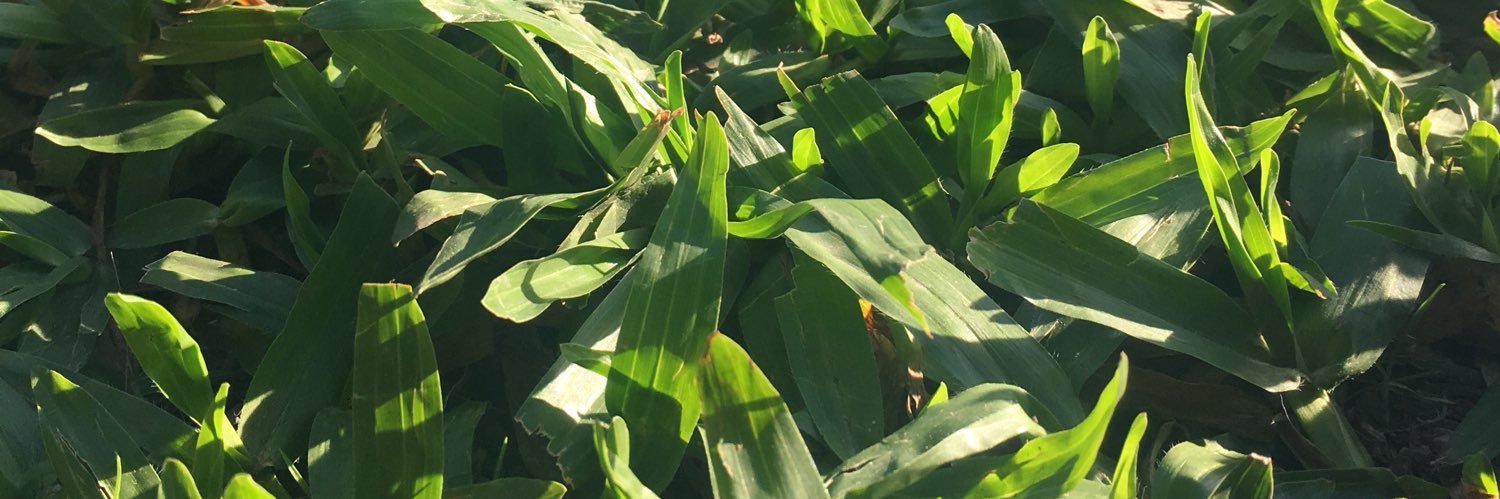 julimatarasso's profile banner image