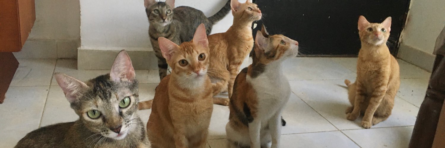 CatLoverDidi's profile banner image