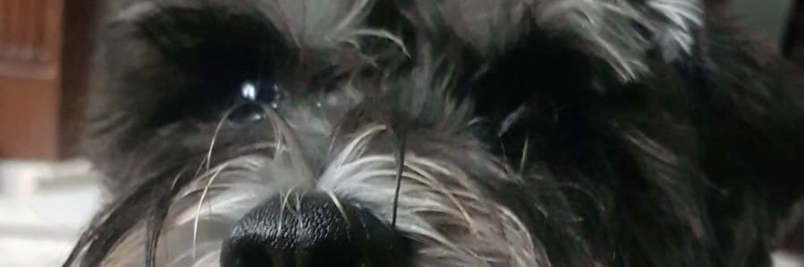 StephMackentyre's profile banner image