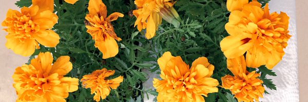 MrsEannetta Profile Banner