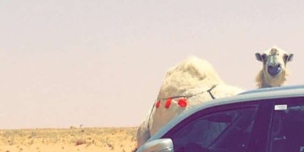 alking7117's profile banner image