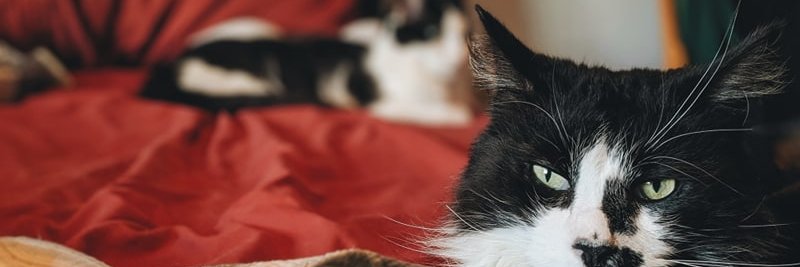 SparkleDogToo's profile banner image