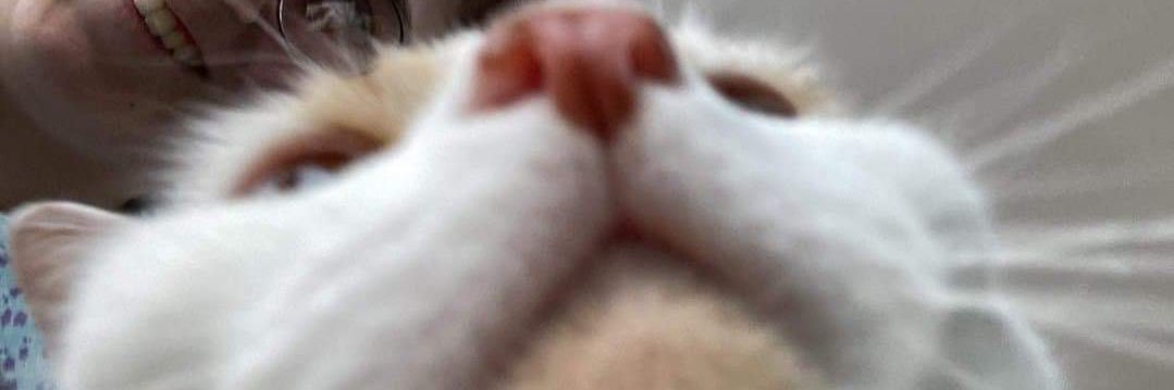 bumble__tea's profile banner image