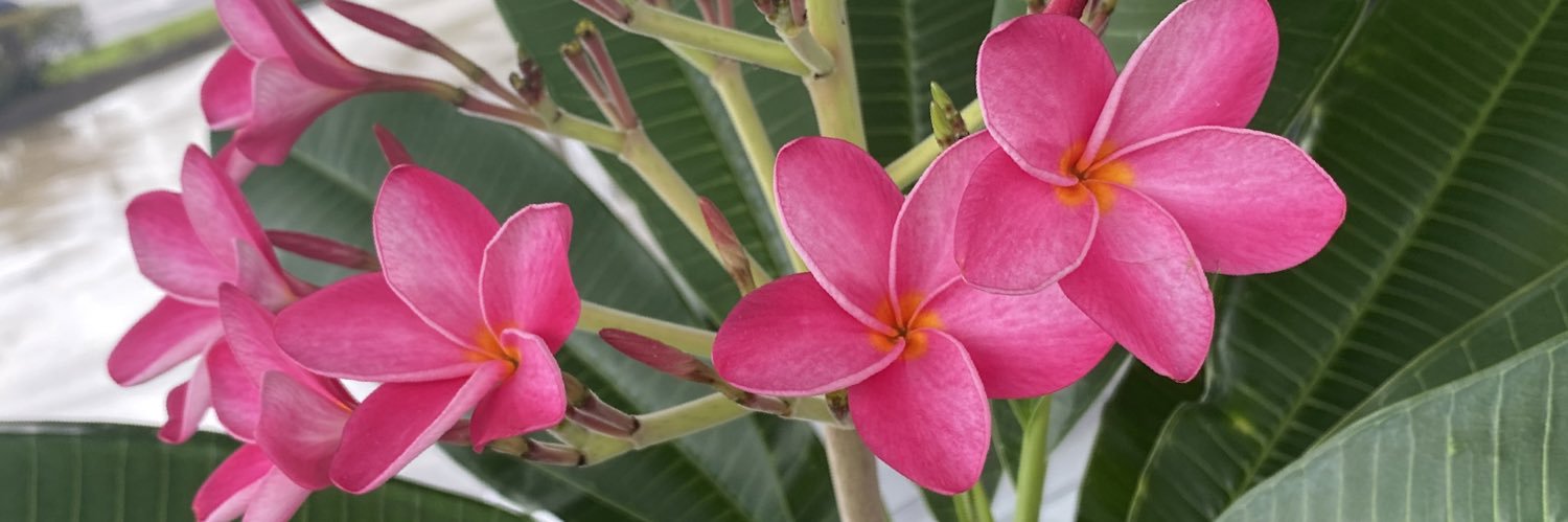 Danielle Caraway banner