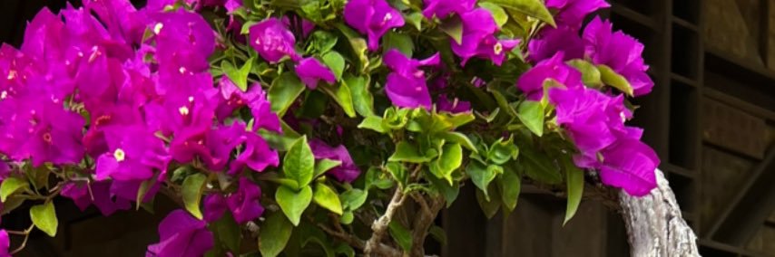Bonsaivzla's profile banner image