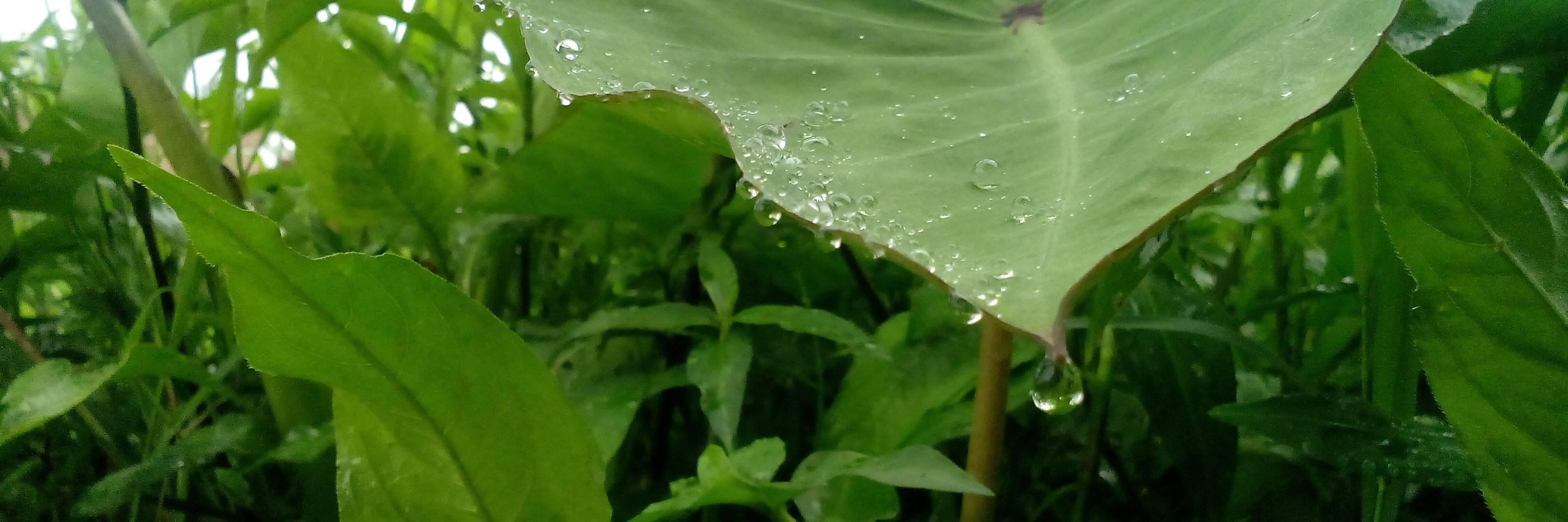 yeralpod's profile banner image