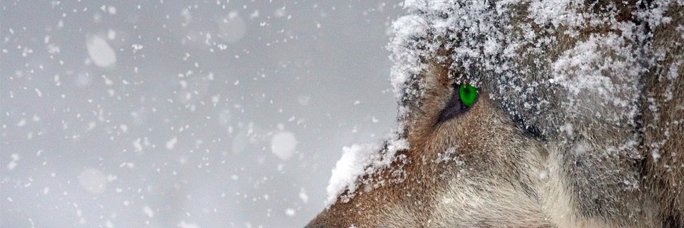 Kidder County Wolves banner